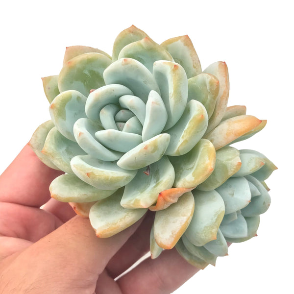 Echeveria 'Ivory' Cluster 3" Rare Succulent Plant