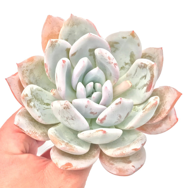 Echeveria 'Ivory' 4"-5" Succulent Plant