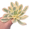 Echeveria Japan Moon River Variegated 5" Rare Succulent Plant