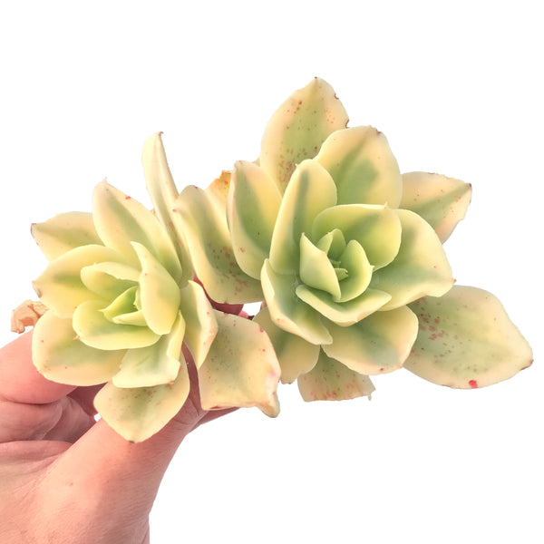 Echeveria 'Japan Moon River' Variegated 3" Succulent Plant