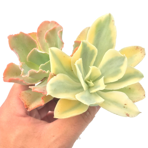 Echeveria 'Japan Moon River' With Non Variegated Head 4" Rare Succulent Plant