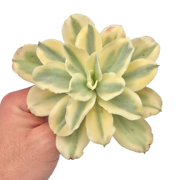 Echeveria 'Japan Moon River' Large 5"+ Rare Succulent Plant