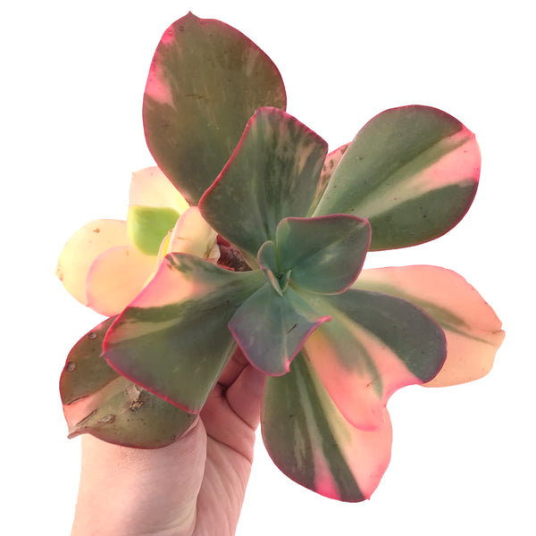 Echeveria 'Jyulia' Variegated 8" Large Extremely Rare Succulent Plant