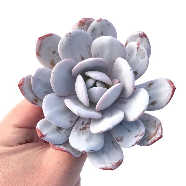 Echeveria Laui Extra Large Specimen 4"-5” Rare Succulent Plant