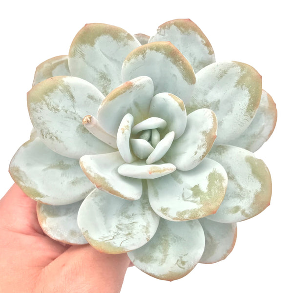 Echeveria 'Laui' Large Round Leaf Selected Clone 6" Rare Succulent Plant