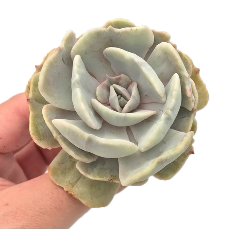 Echeveria 'Lilacina' Mutated 3" Succulent Plant