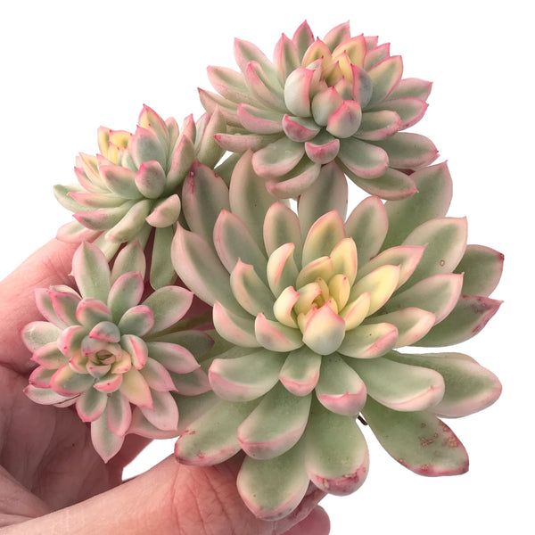 Echeveria 'Mebina' Variegated Cluster 4" Succulent Plant