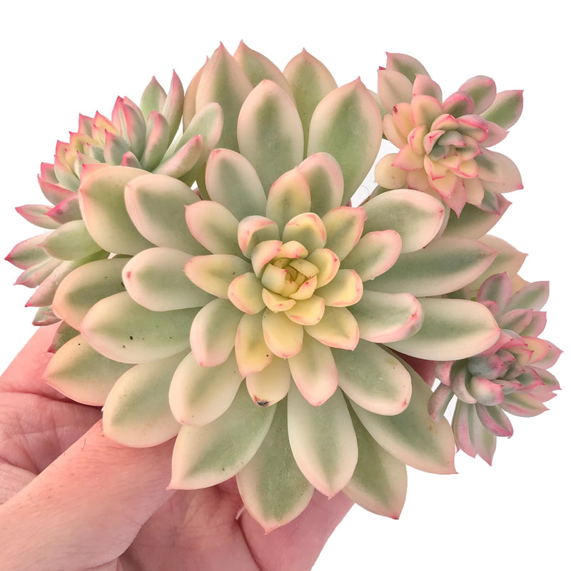 Echeveria 'Mebina' Variegated Cluster 4" Succulent Plant