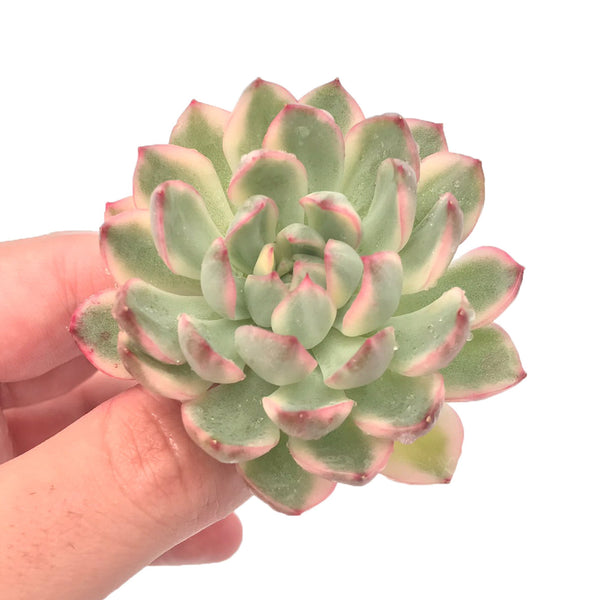 Echeveria 'Mebina' Variegated 3" Large Rosette Succulent Plant