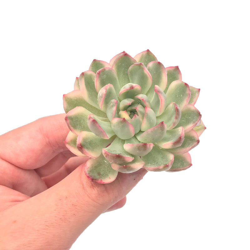 Echeveria 'Mebina' Variegated 3" Large Rosette Succulent Plant