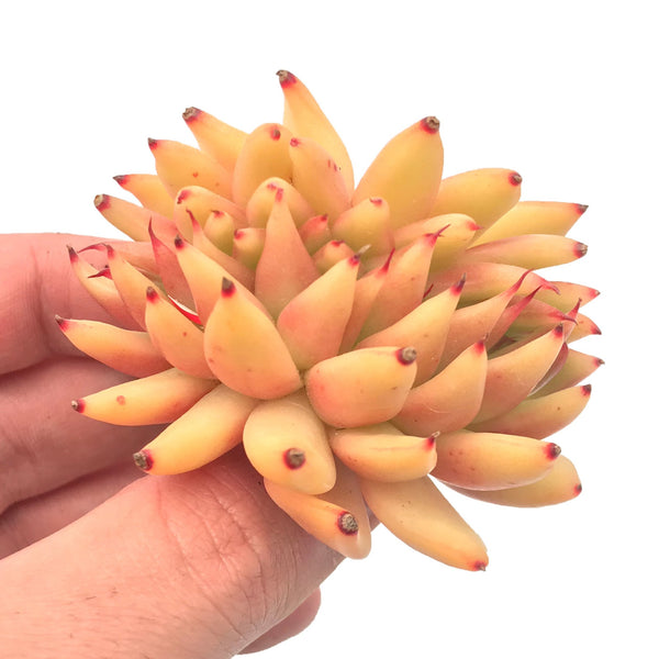 Echeveria Agavoides 'Mundy' Crested 3" Rare Succulent Plant