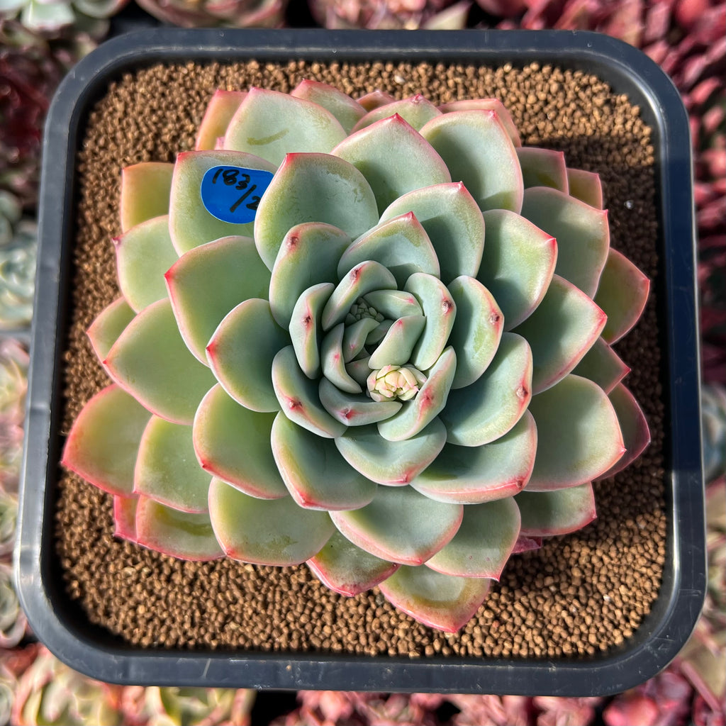 Echeveria 'Amabile' 5" Succulent Plant – True Succulents Plant Co.