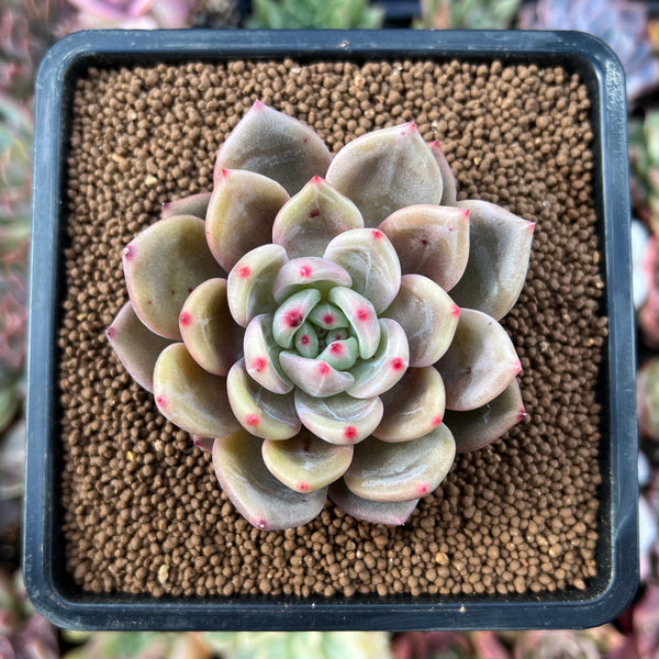 Products – Page 194 – True Succulents Plant Co.