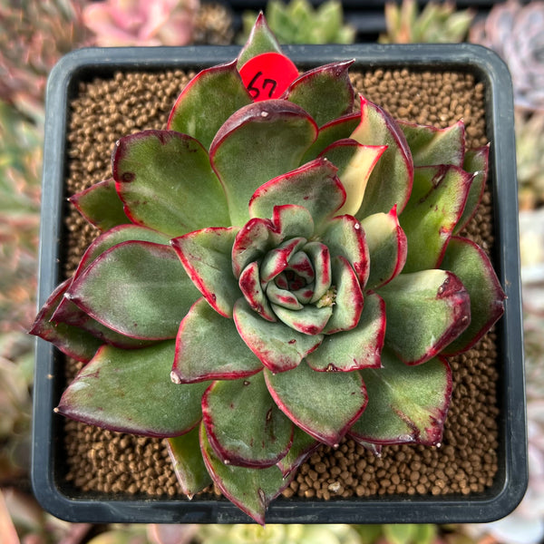 Aeonium Bouquet Fiori secchi Colore vibrante Non sbiadisce Facile  manutenzione Gypsophila essiccata naturale Scena di decorazione di San  Valentino –