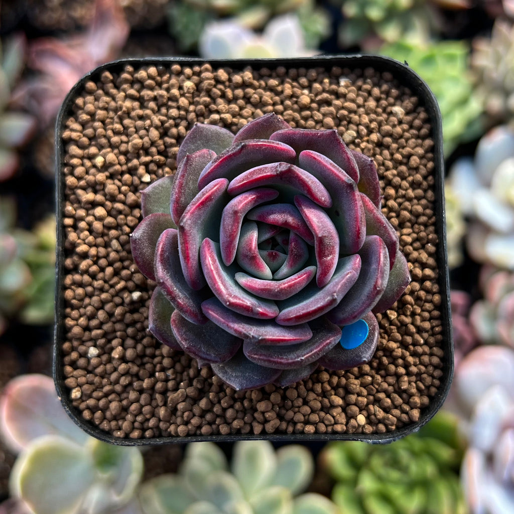 Echeveria 'Black Eyes' 1