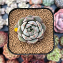 Echeveria 'Amber Rose' 1" Succulent Plant