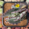 Cotyledon Undulata 'Red Line' 3" Succulent Plant