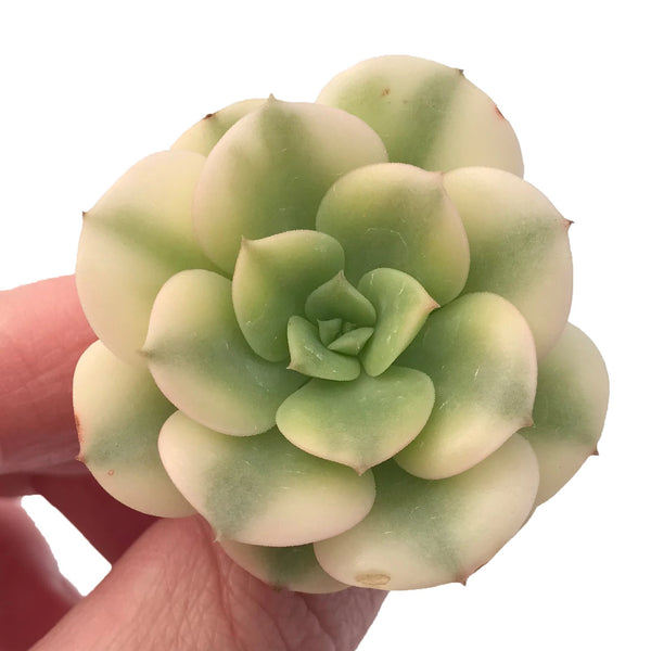 Echeveria Nicksana Variegated 2” Rare Succulent Plant