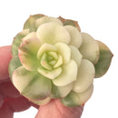 Echeveria 'Nicksana' Variegated 1"-2" Succulent Plant