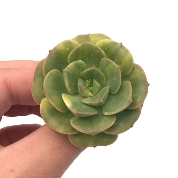 Echeveria Nicksana Variegated 2" Rare Succulent Plant