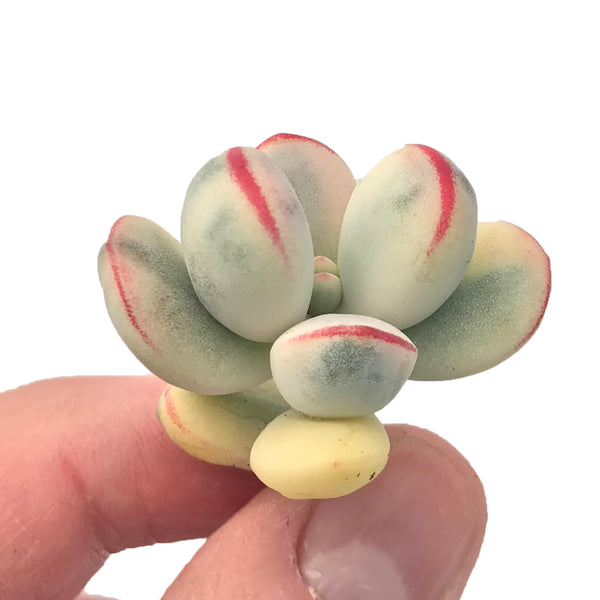 Cotyledon Orbiculata Variegated Cutting Very Rare 1"-2" Succulent Plant