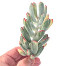 Cotyledon 'Orbiculata' Variegated 4" Large Succulent Plant