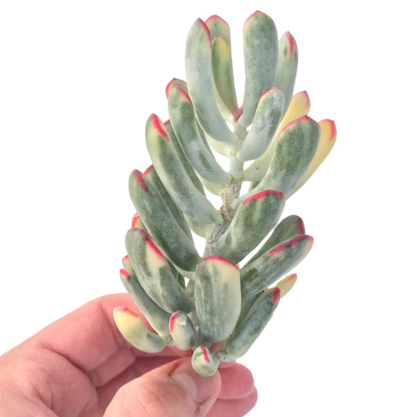 Cotyledon 'Orbiculata' Variegated 4" Large Succulent Plant