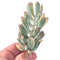 Cotyledon 'Orbiculata' Variegated 4" Large Succulent Plant