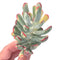 Cotyledon 'Orbiculata' Variegated 4" Large Succulent Plant