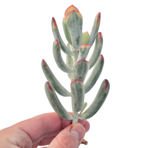 Cotyledon 'Orbiculata' Variegated 4" Succulent Plant