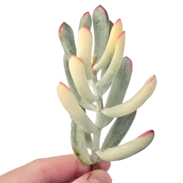 Cotyledon 'Orbiculata' Variegated 4" Succulent Plant