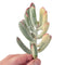 Cotyledon 'Orbiculata' Variegated 4" Succulent Plant