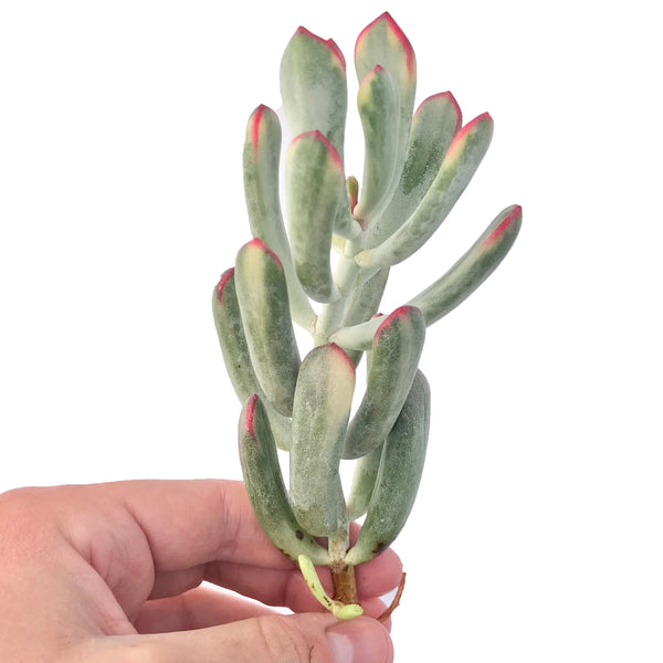 Cotyledon 'Orbiculata' Variegated 4" Succulent Plant