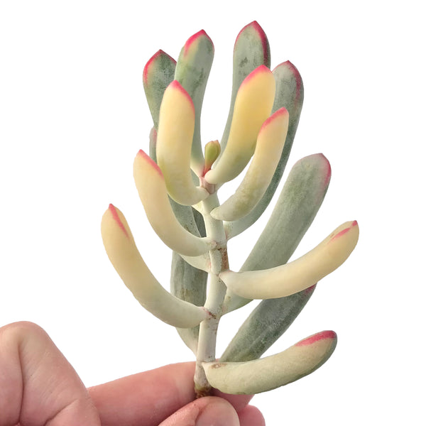 Cotyledon 'Orbiculata' Variegated 4" Succulent Plant