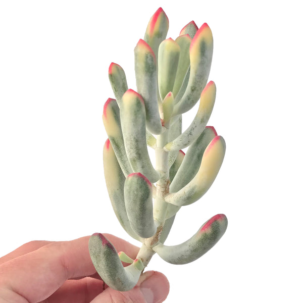 Cotyledon 'Orbiculata' Variegated 4" Succulent Plant