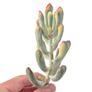 Cotyledon 'Orbiculata' Variegated 4" Succulent Plant