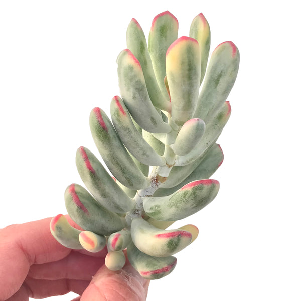 Cotyledon 'Orbiculata' Variegated 4" Large Succulent Plant