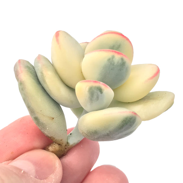 Cotyledon Orbiculata Variegated Cutting Very Rare 1"-2" Succulent Plant