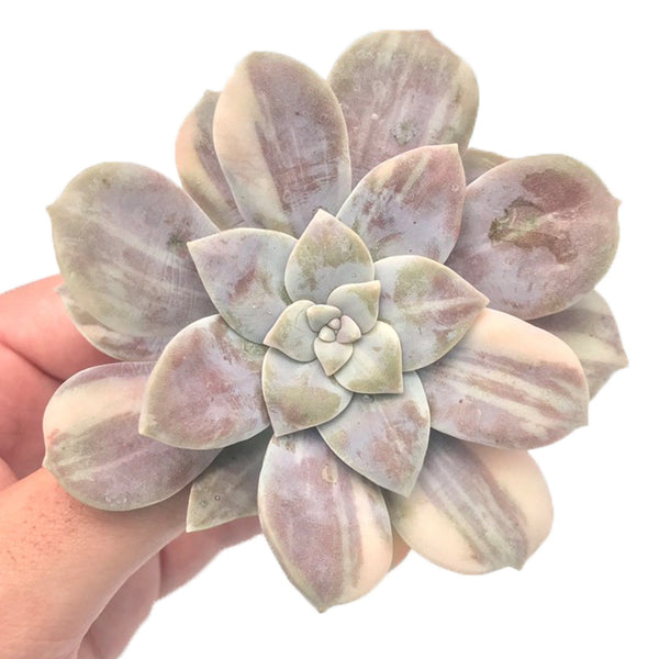 Quetzalcoatlia 'Pentandra Superba' Variegated 3" Succulent Plant (Formerly Graptopetalum 'Pentandrum Superbum' Variegated)