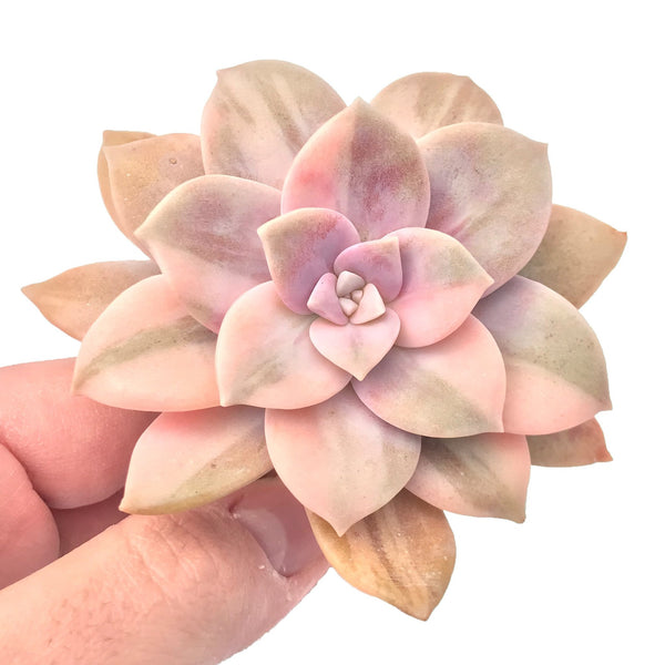 Quetzalcoatlia 'Pentandra Superba' Variegated 2"-3" Succulent Plant (Formerly Graptopetalum 'Pentandrum Superbum' Variegated)