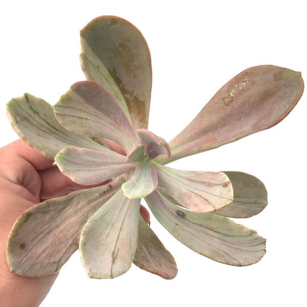 Echeveria 'Pampoteus' Variegated 6" (Not Jocelyn's Joy Variegated) Rare Succulent Plant