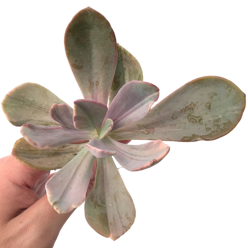 Echeveria 'Pampoteus' Variegated 6" (Not Jocelyn's Joy Variegated) Rare Succulent Plant