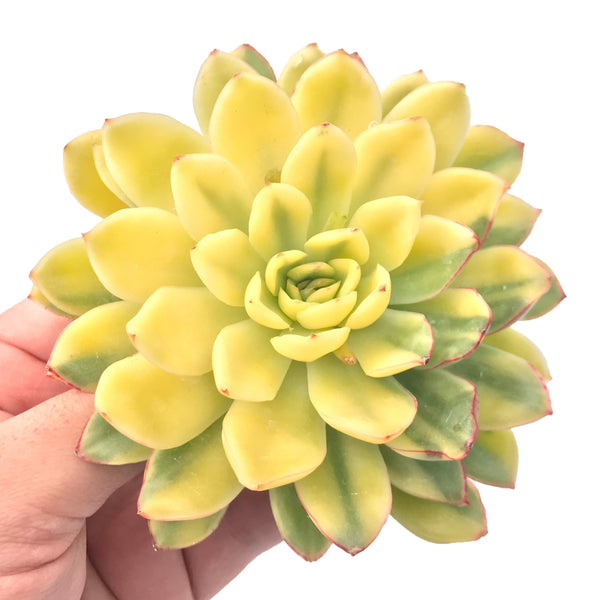 Echeveria ‘Pulidonis' Variegated Large Specimen 5” Rare Succulent Plant