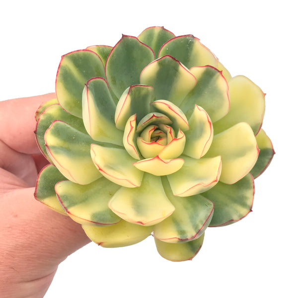 Echeveria ‘Pulidonis’ Variegated 3"-4” Rare Succulent Plant