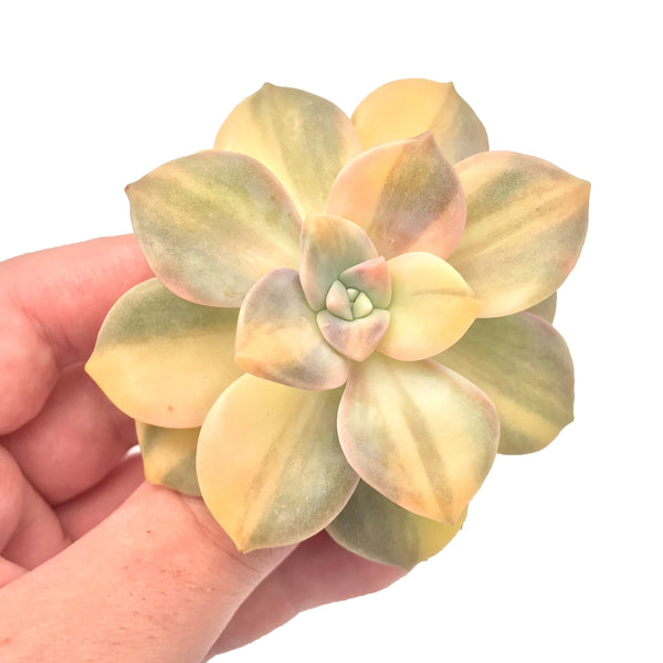 Graptoveria 'Purple Delight' Variegated 2-3” Rare Succulent Plant