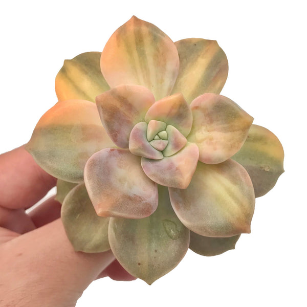 Graptoveria 'Purple Delight' Variegated 2-3” Rare Succulent Plant