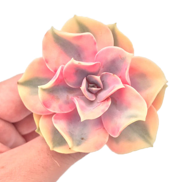 Echeveria 'Rainbow' Variegated 2"-3" Rare Succulent Plant