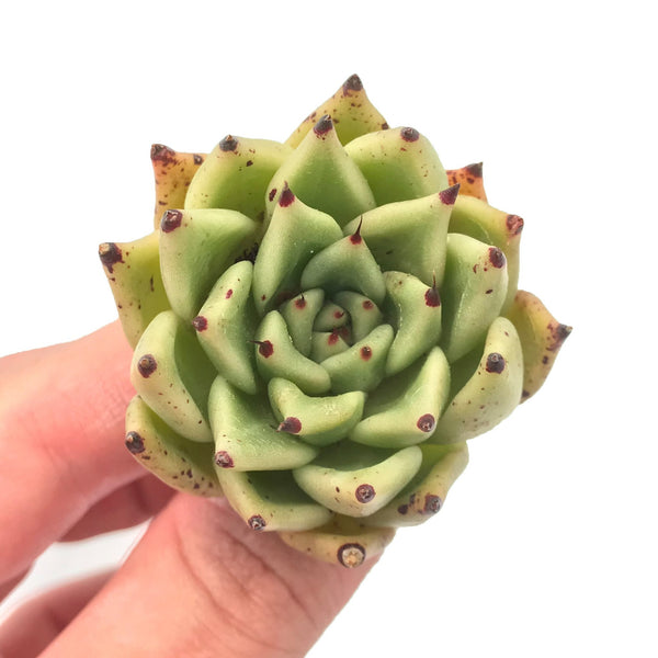 Echeveria Agavoides 'Sarabony' 2" Small Succulent Plant