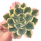 Echeveria 'Secunda' Variegated 5" Succulent Plant