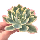 Echeveria 'Secunda' Variegated 5" Succulent Plant